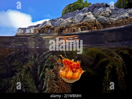 Split Level of a Lion's Mähne Jellyfish (Cyanea capillata) and Feather-Boa Kelp (Egregia menziesii), Seven-Tree Island, Browning Pass, Queen Charlotte Stockfoto