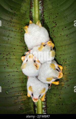 Honduranische weiße Fledermaus (Ectophylla alba), brüllend in Heliconia Blatt, Costa Rica. November. Stockfoto