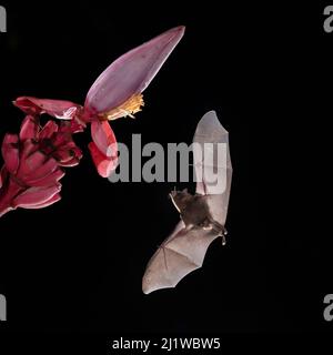 Pallas langbärige Fledermaus (Glossophaga soricina), die von blühender Banane (Musa ornata), Tieflandregenwald, Costa Rica, ernährt wird. November. Stockfoto
