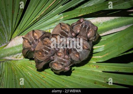 Braune, zeltmachende Fledermäuse (Uroderma magnirostrum), die unter einem Palmenblatt brüsten, Tieflandregenwald, Costa Rica. November. Stockfoto