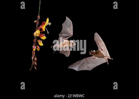 Orange Nectar bat (Lonchophylla robusta), Tieflandregenwald, Costa Rica. November. Stockfoto