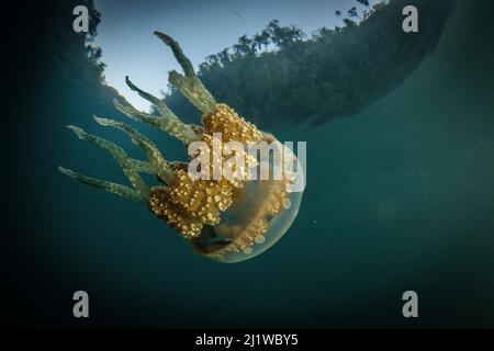 Gelee (Mastigias papua) schwimmt in einer geschützten Bucht in Raja Ampat, West Papua, Indonesien. Pazifischer Ozean. Stockfoto