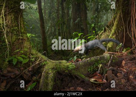 Tarya (Eira barbara) im Nebelwald, Choco-Region, Nordwesten Ecuadors. Kamera trappt das Bild. Stockfoto