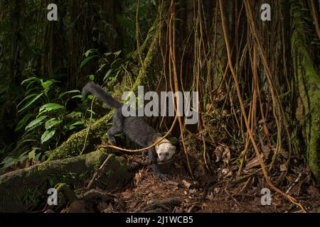 Tarya (Eira barbara) im Nebelwald, Choco-Region, Nordwesten Ecuadors. Kamera trappt das Bild. Stockfoto