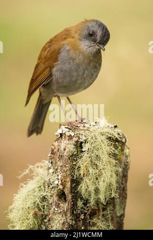 Schwarzschnabeldrossel (Catharus gracilirostris), Hochland der Talamanca-Berge, Costa Rica. Stockfoto