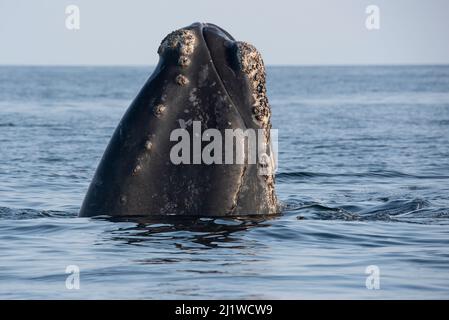 Der Kopf eines Nordatlantikwals (Eubalaena glacialis) taucht aus dem Wasser, Golf von St. Lawrence, Kanada, auf. Juli. Stockfoto