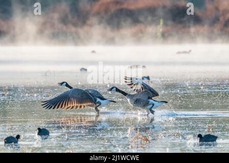 Kanadagänse (Branta canadenis) starten im Morgennebel, mit amerikanischen Blässhühnern (Fulica americana) Gilbert Riparian Preserve, Arizona, USA. Januar Stockfoto