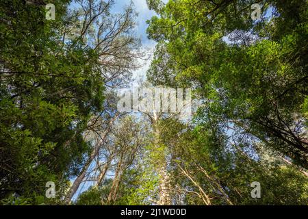 Waldbäche verschmelzen und fließen unter und um üppige Baumfarne und uralte Myrtenbuchen, die mit Moosen bedeckt sind. Wiravilla-Regenwald-Wanderung, Toolangi Stockfoto