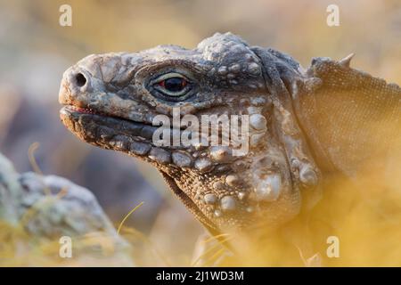 Kubanischer Leguan (Cyclura nubila nubila), Nationalpark Guanahacabibes-Halbinsel, Provinz Pinar del Rio, Westkuba. Stockfoto