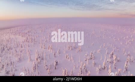 Luftaufnahme von schneebedeckten Bäumen auf dem Riisitunturi, Lappland Stockfoto