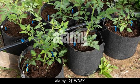 Mit Tropfbewässerung in jungen Pflanzen im Garten Stockfoto