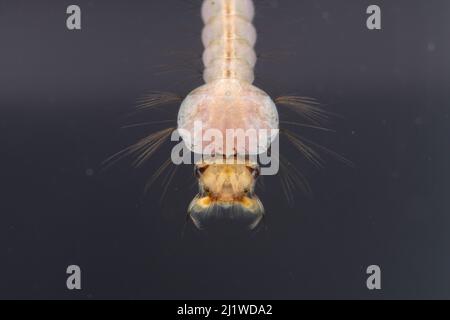 Mückenlarve (Culex sp.), Europa, August, kontrollierte Bedingungen Stockfoto