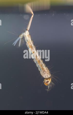 Mückenlarve (Culex sp.), Europa, August, kontrollierte Bedingungen Stockfoto