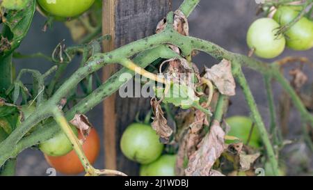 Tomatenblut auf Blattwerk. Pilzproblem Phytophthora infestans und ist Krankheit, die Spotting auf späten Tomatenblättern verursacht. Stockfoto