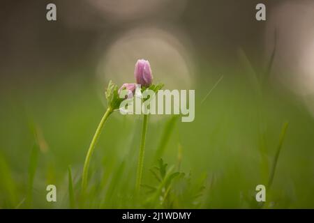 Selektiver Fokus auf eine seltene rosa Anemone coronaria (Poppy Anemone). Fotografiert in Israel im Frühling Januar. Diese Wildblume kann in mehreren Colos vorkommen Stockfoto