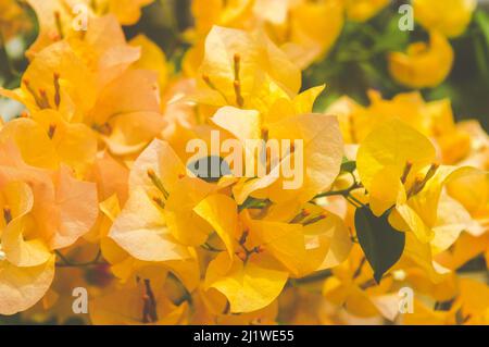 Mellow Yellow Bougainvillea Zierreben Blume voller Rahmen. Floraler Hintergrund Stockfoto