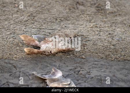 Viele tote Haifische köpfen am Strand nach dem Finning Stockfoto