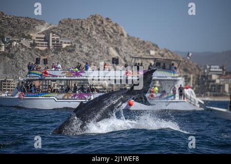 Buckelwal, der in cabo san lucas, mexiko, den Schwanz aufschlug Stockfoto