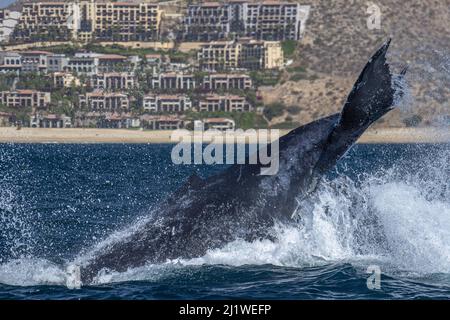 Buckelwal, der in cabo san lucas, mexiko, den Schwanz aufschlug Stockfoto