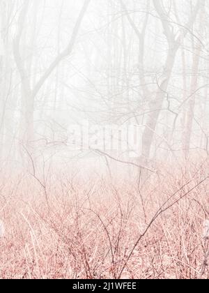 Bäume im Nebelwald, Schweden Stockfoto