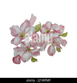 Frühling Kirsche, Apfel blühenden Blumen Aquarell Illustration auf weißem Hintergrund. Handbemalte Knospen, Blütenbaum mit weißem, rosa, rotem Blütenstand Stockfoto