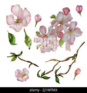 Frühlingskirsche, Apfel blühende Blumen, Zweig der Baum Aquarell-Illustration auf weißem Hintergrund. Handbemalte Zweige von Sakura, Knospen, Blütenbaum wi Stockfoto