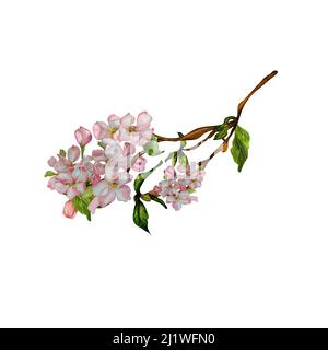 Frühlingskirsche, Apfel blühende Blumen, Zweig der Baum Aquarell-Illustration auf weißem Hintergrund. Handbemalte Zweige von Sakura, Knospen, Blütenbaum wi Stockfoto