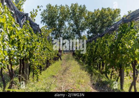 Ein schöner Blick auf die Reihen der Weinberge an einem sonnigen Tag Stockfoto