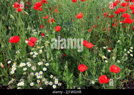 Mohnblumen, Gänseblümchen und Wildkräuter auf der Wiese, an einem sonnigen Tag Stockfoto