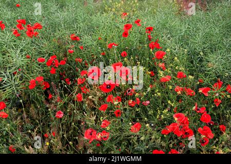 Mohnblumen, Gänseblümchen und Wildkräuter auf der Wiese, an einem sonnigen Tag Stockfoto