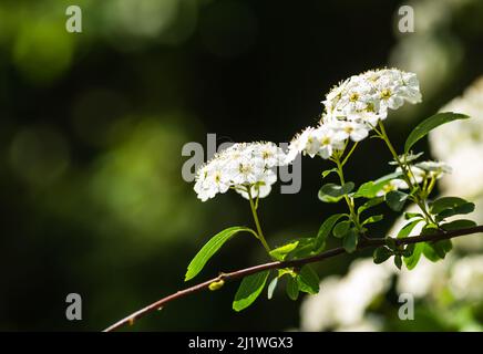 Kleine schneeweiße Fliederblüten Lobularia maritima Alissum maritimum, süßer Alissum oder süßer alison, Alissum Gattung Alissum ist eine Art von niedrig wachsenden f Stockfoto