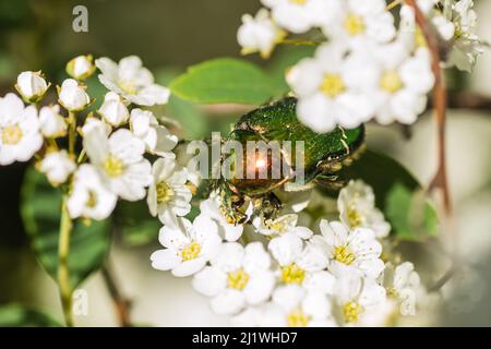 Insekt Cetonia aurata, auf den kleinen, schneeweißen Blüten von Lobularia maritima Alissum maritimum. Stockfoto