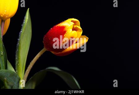 Gelb-rote Tulpen mit Wassertropfen auf schwarzem Studiohintergrund Stockfoto