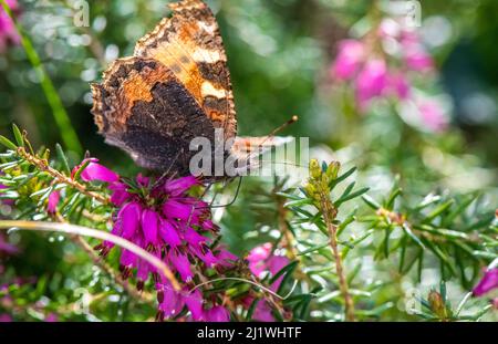 Kleine Tortoiseshell, Aglais urticae, die sich von der Heidekraut-Blüte ernähren. Stockfoto