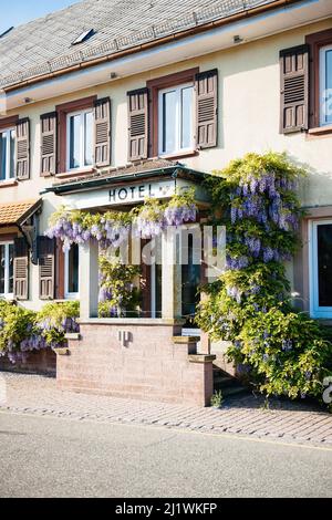 Alter Hoteleingang mit Schilder oben und Blumen in blühenden Glyzinienpflanzen Stockfoto