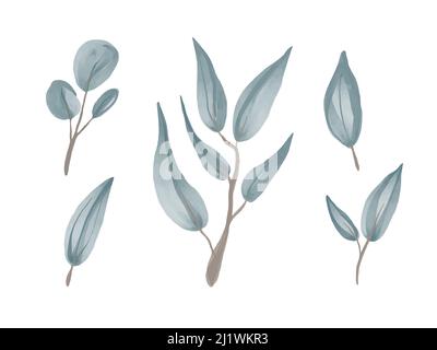Vektor-Set von Aquarell-Zweige aus silbernem Stechpalme Eukalyptus. Stock Vektor