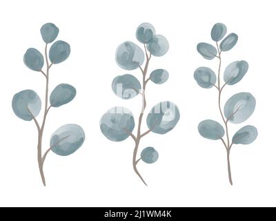 Vector Ein Satz von Aquarell Zweige von runden-blättrigen Silber Eukalyptus. Stock Vektor