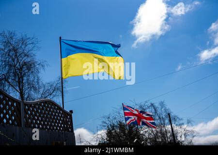 Die ukrainische und die Union Jack Flaggen fliegen in Solidarität und Unterstützung für die laufende Krise in der Ukraine Seite an Seite Stockfoto