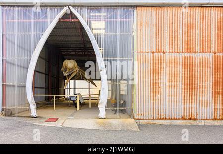 Skelettausstellung des Spermawals in Albanys historischer Walfangstation in Discovery Bay, Albany, Westaustralien Stockfoto