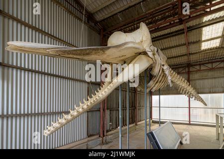 Skelettausstellung des Spermawals in Albanys historischer Walfangstation in Discovery Bay, Albany, Westaustralien Stockfoto