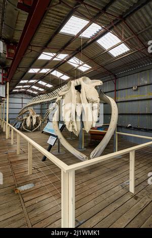 Pygmäen-Blauwal- und Buckelwal-Skelette wurden in Albanys historischer Walfangstation in Discovery Bay, Albany, Westaustralien, ausgestellt Stockfoto