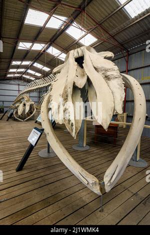 Pygmäen-Blauwal- und Buckelwal-Skelette wurden in Albanys historischer Walfangstation in Discovery Bay, Albany, Westaustralien, ausgestellt Stockfoto