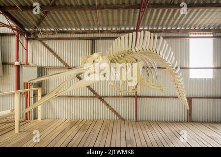 Grays Schnabelskelett-Ausstellung in Albanys historischer Walfangstation in Discovery Bay, Albany, Westaustralien Stockfoto