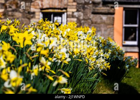 Narzissen aus dem Frühling blühen auf dem Kirchhof. St. Michael’s Church, Chagford, Dartmoor, Devon, Großbritannien Stockfoto