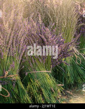 Verwandte Lavendelzweige - Souvenirs aus der Provence. Italien Stockfoto