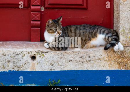 Grauer gestromter Kater, der in der roten Tür eines Hauses in der portugiesischen Stadt Óbidos liegt Stockfoto