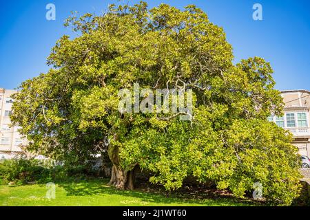 Centennial Magnolia Grandiflora, großer Baum in einem Park. Einer der ältesten Bäume in Europa, in Narón, Galizien, Spanien Stockfoto