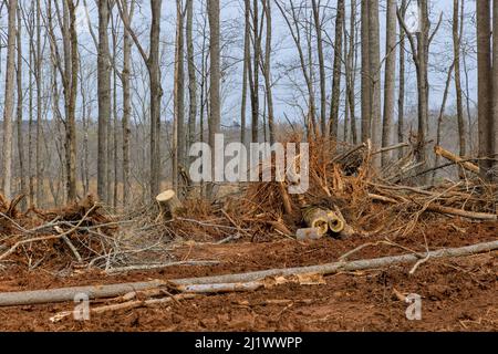 Entfernen Sie den Baum aus der Nähe, indem Sie seine Wurzeln herausziehen und das Land für die Unterbringung des neuen Komplexes vorbereiten Stockfoto