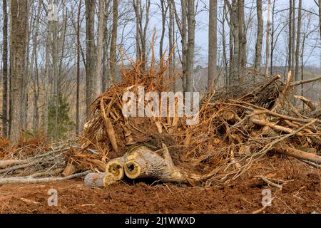Baumstumpf Entfernung der Graben aus Stamm Wurzeln mit in der Vorbereitung Land für die Unterbringung neuer komplexer Immobilien Stockfoto
