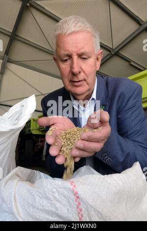 28. März 2022, Sachsen-Anhalt, Löberitz: Olaf Feuerborn, Präsident des Bauernverbandes Sachsen-Anhalt, lässt in der Agrargenossenschaft Löberitz EG Wintergerste durch die Hände laufen. Am Mittwoch (30. März 2022) beginnt die Konferenz der Landwirtschaftsminister unter dem Vorsitz des Landwirtschaftsministers von Sachsen-Anhalt. Foto: Sebastian Willnow/dpa-Zentralbild/dpa Stockfoto